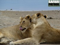 Lejon vid Lake Masek. (Vstra Ngorongoro Conservation Area, Tanzania)