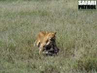 Lejon med flld gnu. (Serengeti National Park, Tanzania)