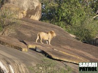 Lejonhane p klippor. (Moru Kopjes i sdra Serengeti National Park, Tanzania)