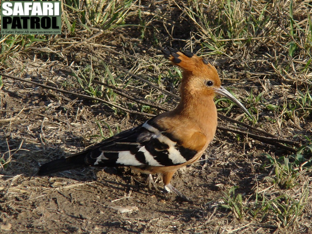 Afrikansk hrfgel. (Serengeti National Park, Tanzania)