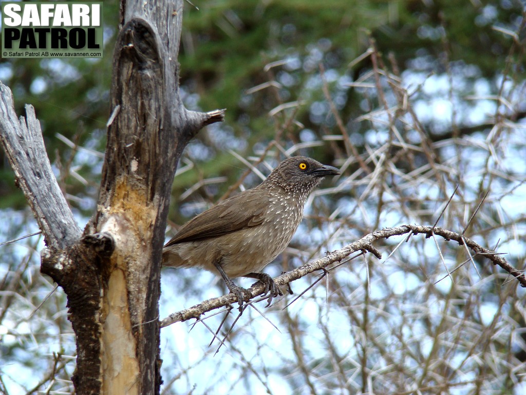 Flckig skriktrast. (Tarangire National Park, Tanzania)
