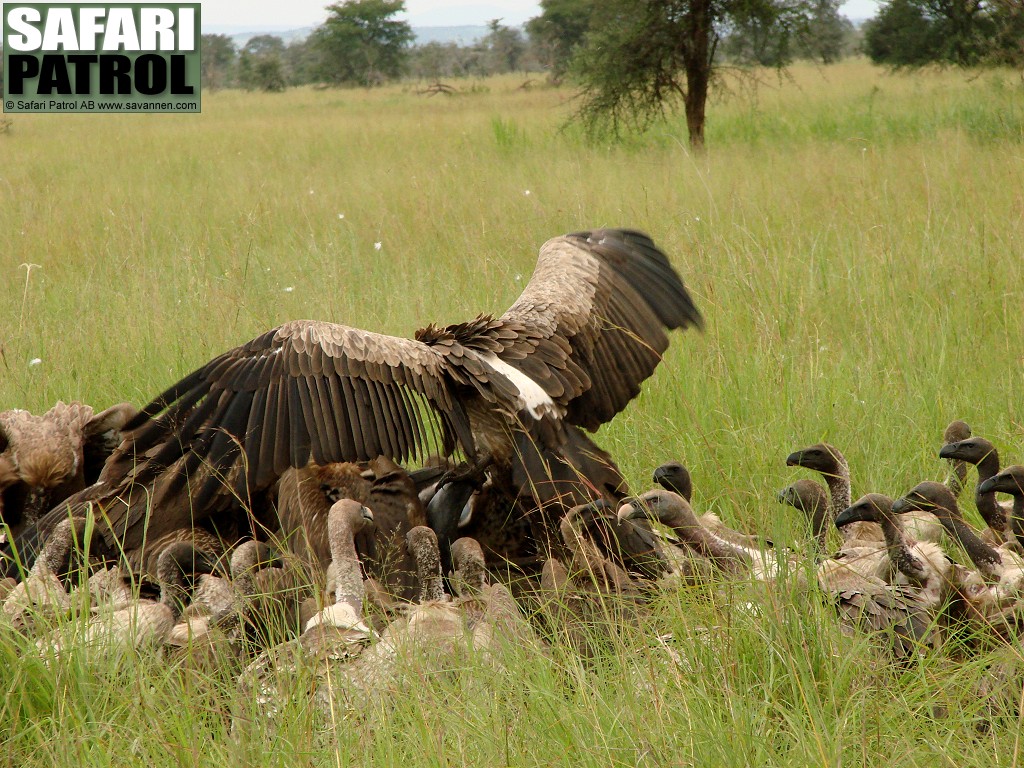 Vitryggade gamar och Rppelgamar vid kadaver. (Serengeti National Park, Tanzania)