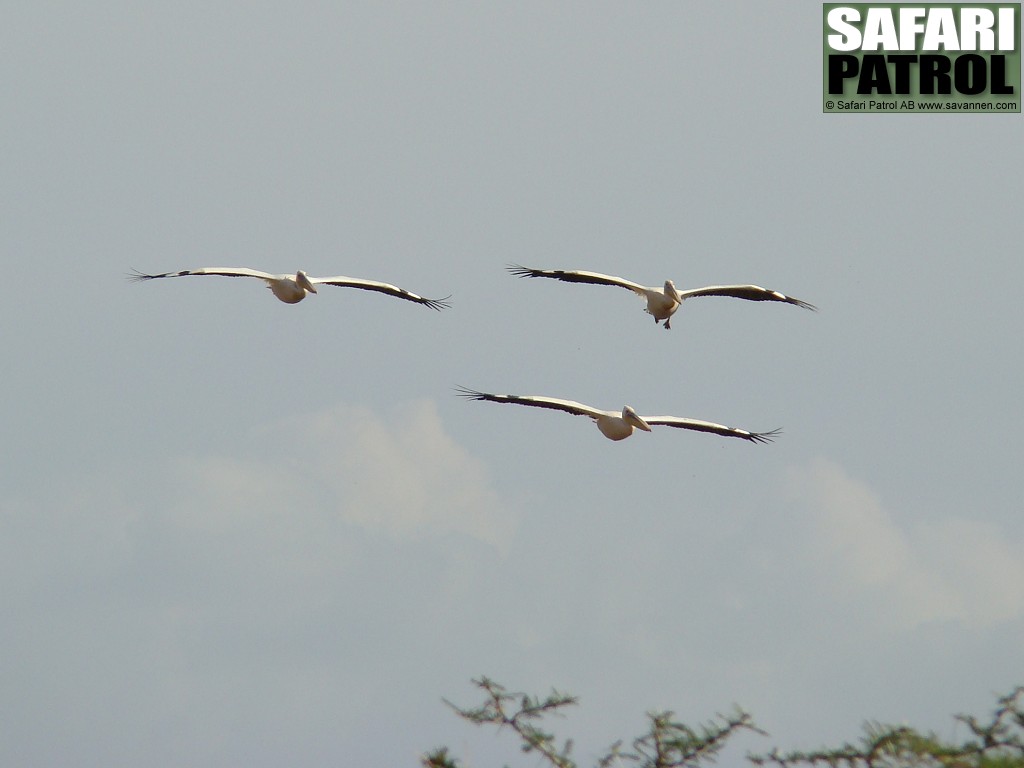 Vita pelikaner. (Lake Manyara National Park, Tanzania)