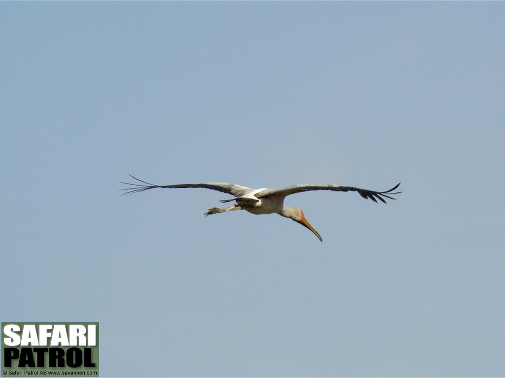 Afrikansk ibisstork. (Lake Manyara National Park, Tanzania)
