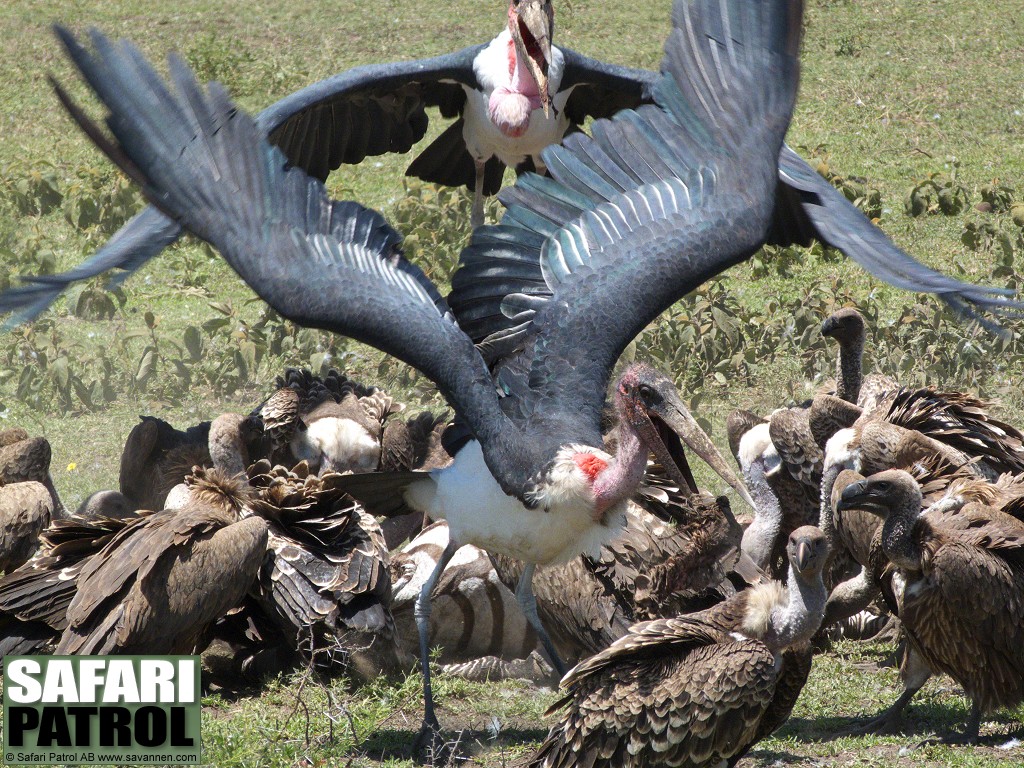 Maraboustorkar och vitryggade gamar vid zebrakadaver. (Sdra Serengeti National Park, Tanzania)