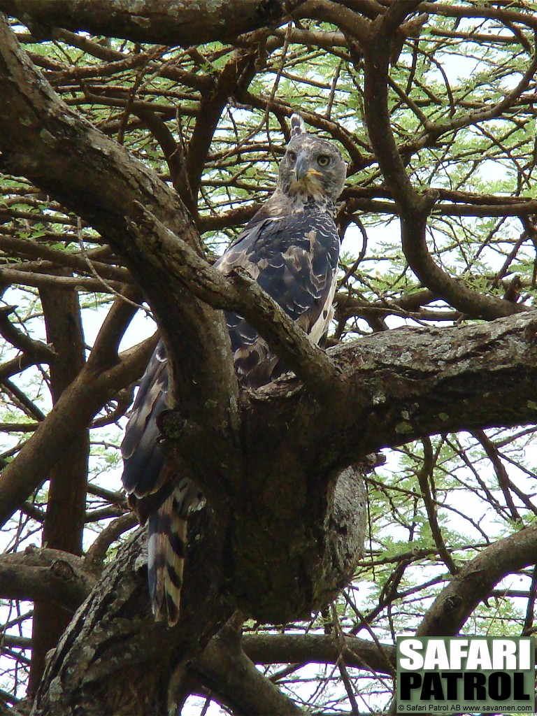 Kronrn. (Lake Manyara National Park, Tanzania)