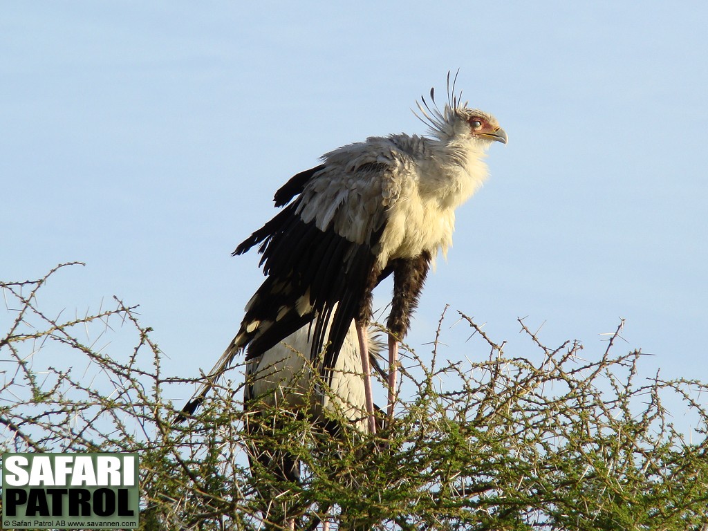 Sekreterarfgel. (Serengeti National Park, Tanzania)