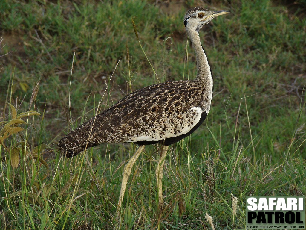 Svartbukad trapp, hane. (Serengeti National Park, Tanzania)