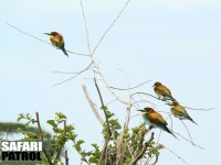 Bitare. (Tarangire National Park, Tanzania)