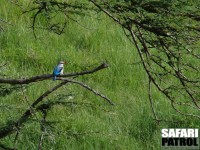 Savannkungsfiskare. (Serengeti National Park, Tanzania)