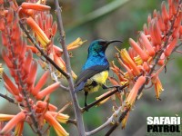 Charmsolfgel. (Ngorongoro Conservation Area, Tanzania)