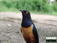 Hildebrandts glansstare. (Naabi Hill i Serengeti National Park, Tanzania)