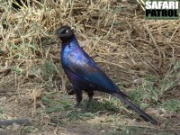 Rppels glansstare. (Serengeti National Park, Tanzania)