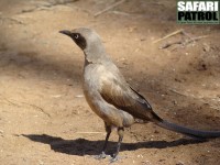 Enfrgad glansstare. (Tarangire National Park, Tanzania)