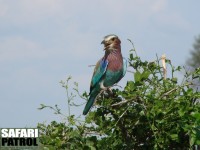 Lilabrstad blkrka. (Tarangire National Park, Tanzania)