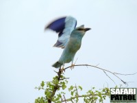 Blkrka. (Tarangire National Park, Tanzania)