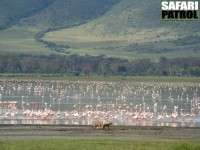 Flamingor. Tv guldschakaler p stranden har tagit en fgel. (Lake Magadi i Ngorongorokratern, Tanzania)