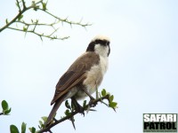 Rppels vitkronstrnskata. (Serengeti National Park, Tanzania)