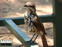 Flckig palmskvtta. (Lake Manyara National Park, Tanzania)