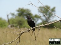 Svart termitskvtta. (Serengeti National Park, Tanzania)