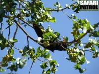 Abessinsk sabelnbb. (Serengeti National Park, Tanzania)