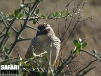 Vitbrynad sporrgk. (Serengeti National Park, Tanzania)