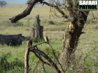 Rdnbbade oxhackare. (Serengeti National Park, Tanzania)