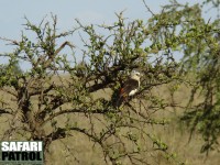 Vithuvad buffelvvare. (Serengeti National Park, Tanzania)