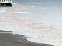 Flamingor. (Lake Nakuru National Park, Kenya)