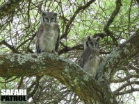 Mjlkuvar. (Tarangire National Park, Tanzania)