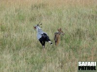 Sekreterarfgel och svartryggad schakal gr sllskap. (Serengeti National Park, Tanzania)