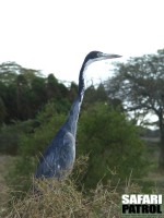 Svarthuvad hger. (Serengeti National Park, Tanzania)