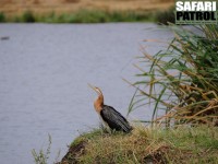 Afrikansk ormhalsfgel. (Ngoitokitok Springs i Ngorongorokratern, Tanzania)