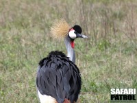 Gr krontrana. (Ngorongorokratern, Tanzania)