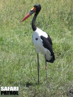 Sadelnbbstork. (Serengeti National Park, Tanzania)