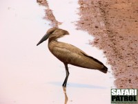 Skuggstork. (Lake Manyara National Park, Tanzania)