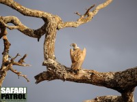 Vitryggad gam. (Tarangire National Park, Tanzania)