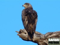 Savannrn. (Tarangire National Park, Tanzania)