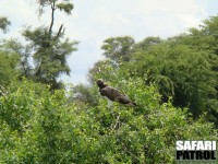 Stridsrn. (Samburu National Reserve, Kenya)