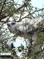 Ung stridsrn. (Serengeti National Park, Tanzania)