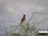 Afrikansk tofsrn. (Tarangire National Park, Tanzania)