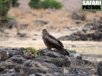 Brun glada. (Ngorongorokratern, Tanzania)