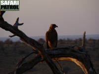 Savannrn. (Tarangire National Park, Tanzania)