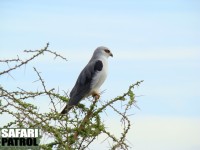 Svartvingad glada. (Serengeti National Park, Tanzania)