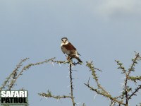 Afrikansk pygmfalk. (Serengeti National Park, Tanzania)