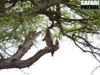 Afrikansk kltterhk. (Tarangire National Park, Tanzania)
