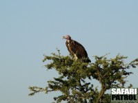 rongam. (Serengeti National Park, Tanzania)