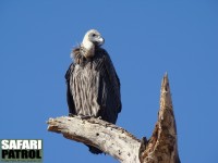 Vitryggad gam. (Tarangire National Park, Tanzania)