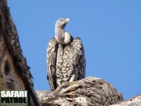 Rppelgam. (Tarangire National Park, Tanzania)