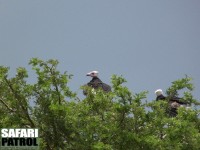 Vithvdad gam. (Serengeti National Park, Tanzania)